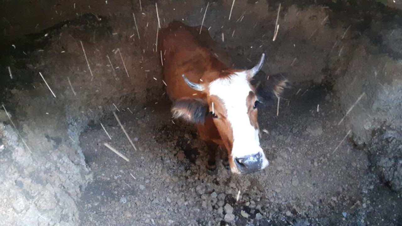 Bolu’da boş su kuyusuna inek düştü