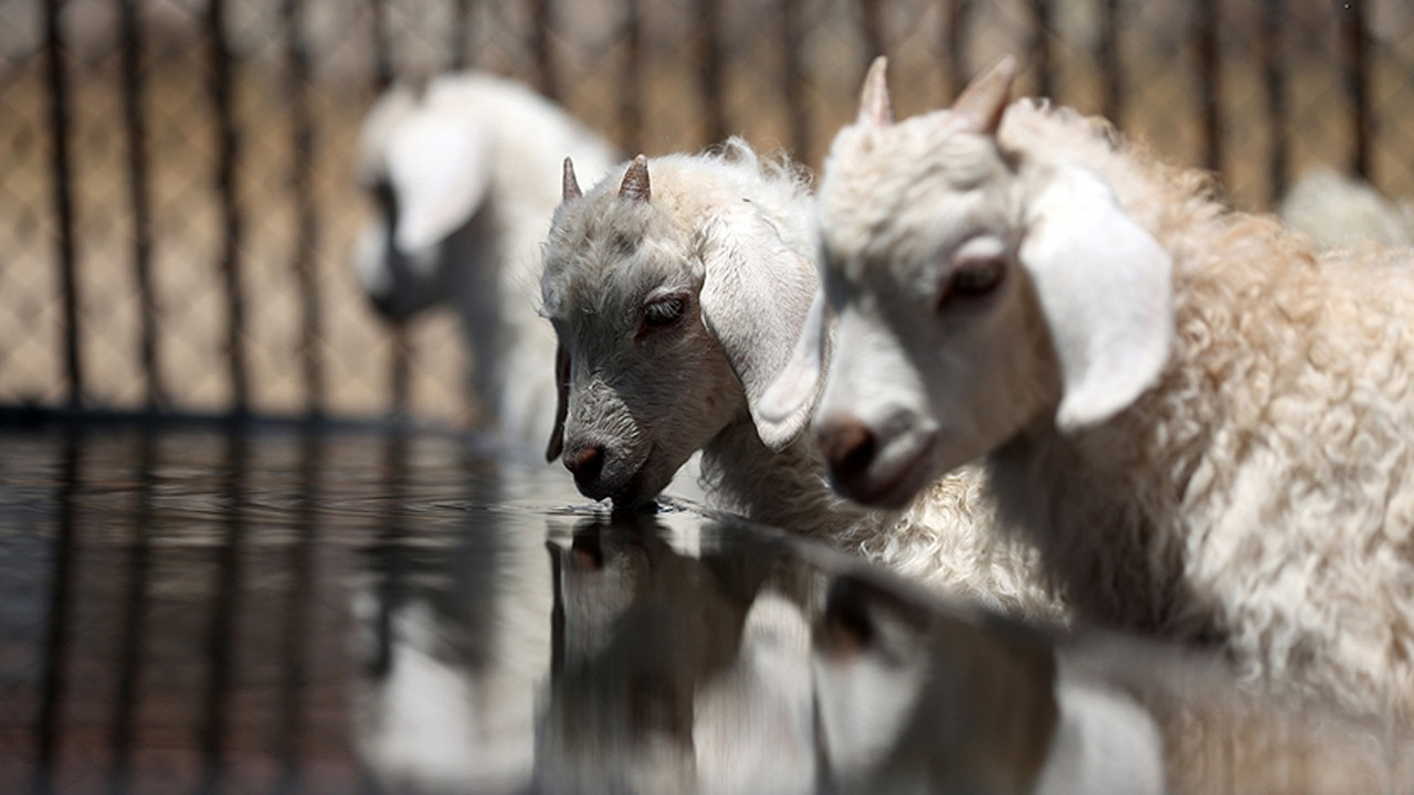Çiftçilere milyonlarca lira destek ödemesi yapılacak!