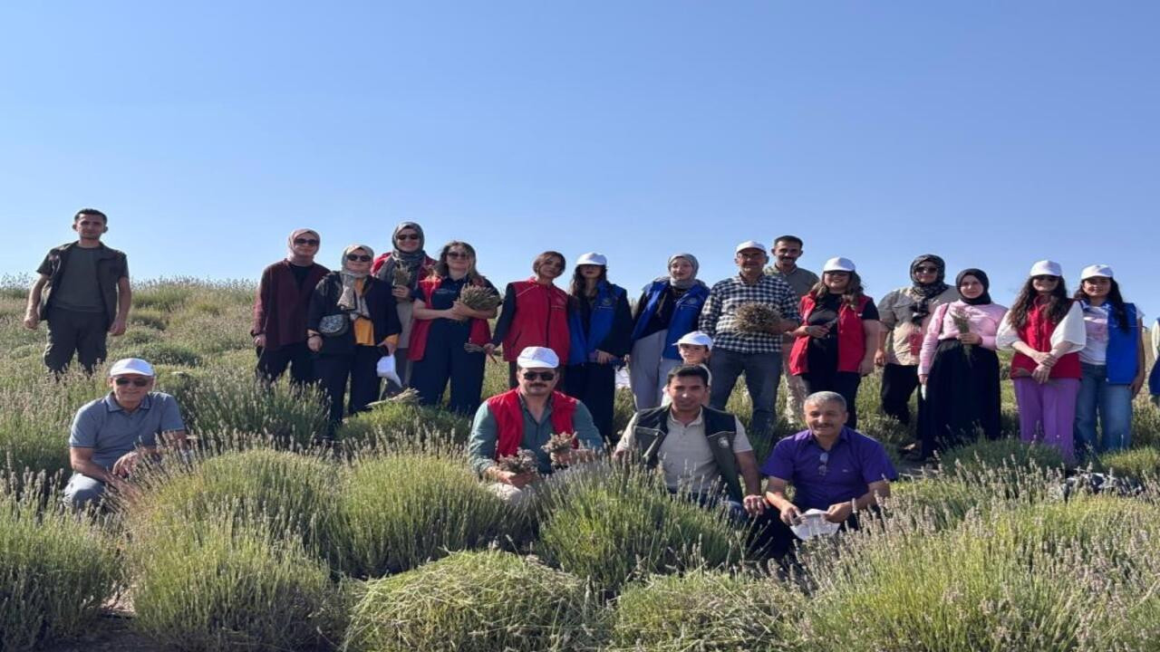 Yozgat’ta gençler, lavanta hasadı için kolları sıvadı