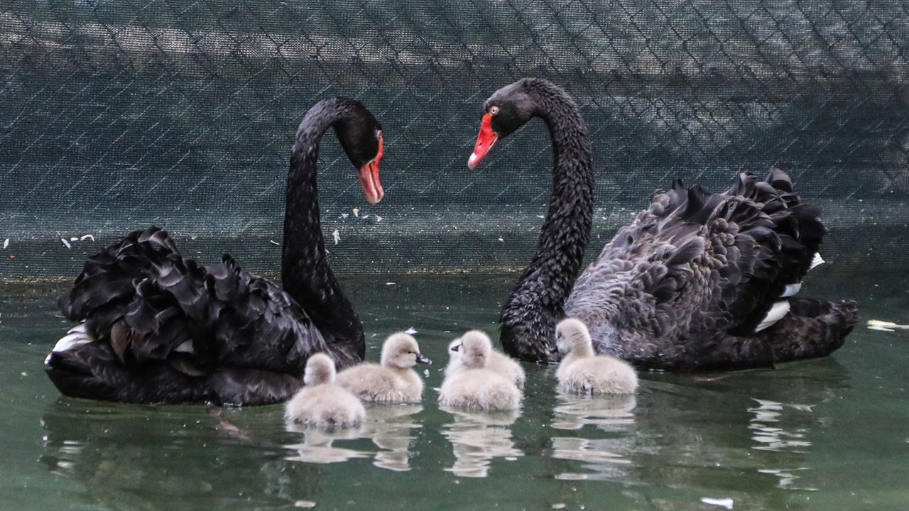 Parla yalnız kalmadı! Kuğulu Park ailesine 5 yeni üye katıldı