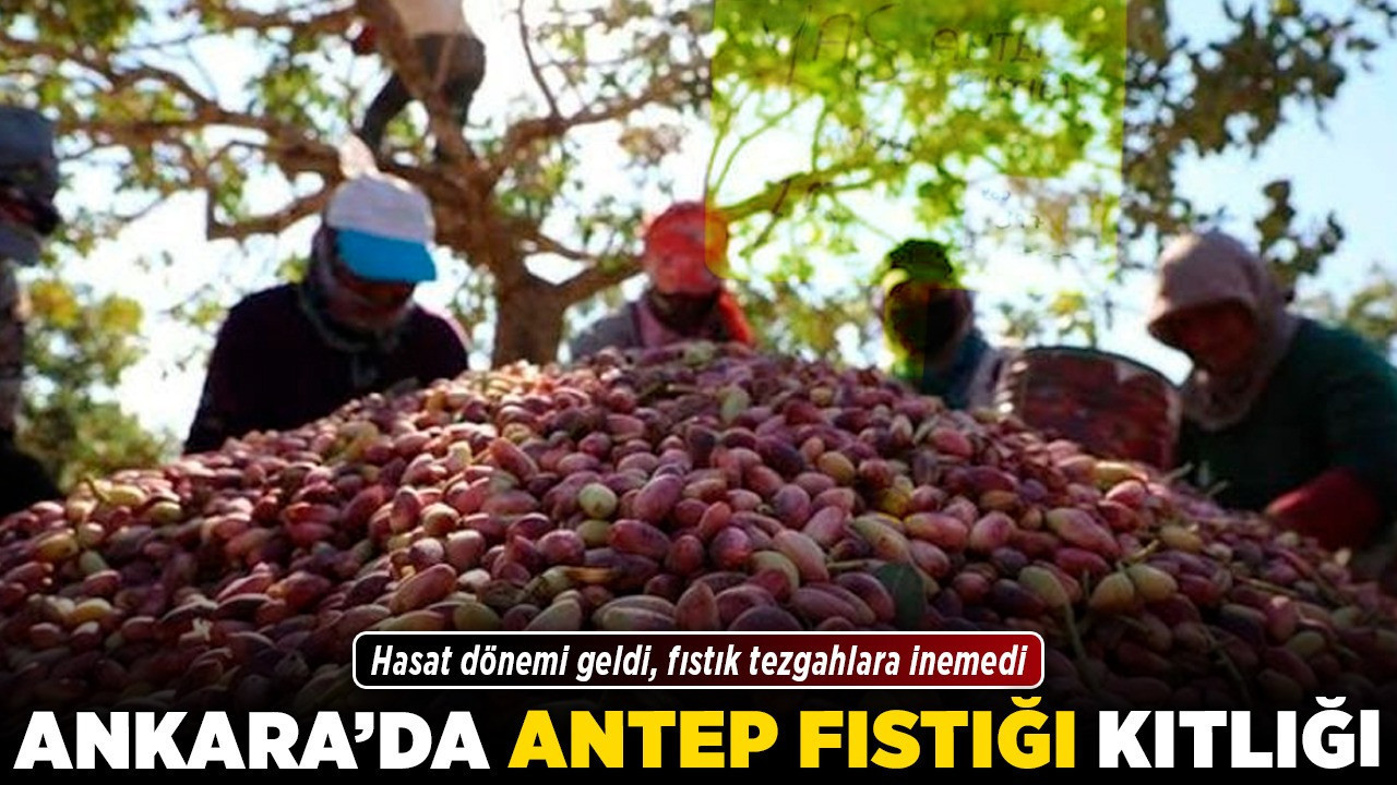 Ankara’da Antep fıstığı kıtlığı! Hasat dönemi geldi, fıstık tezgahlara inemedi!