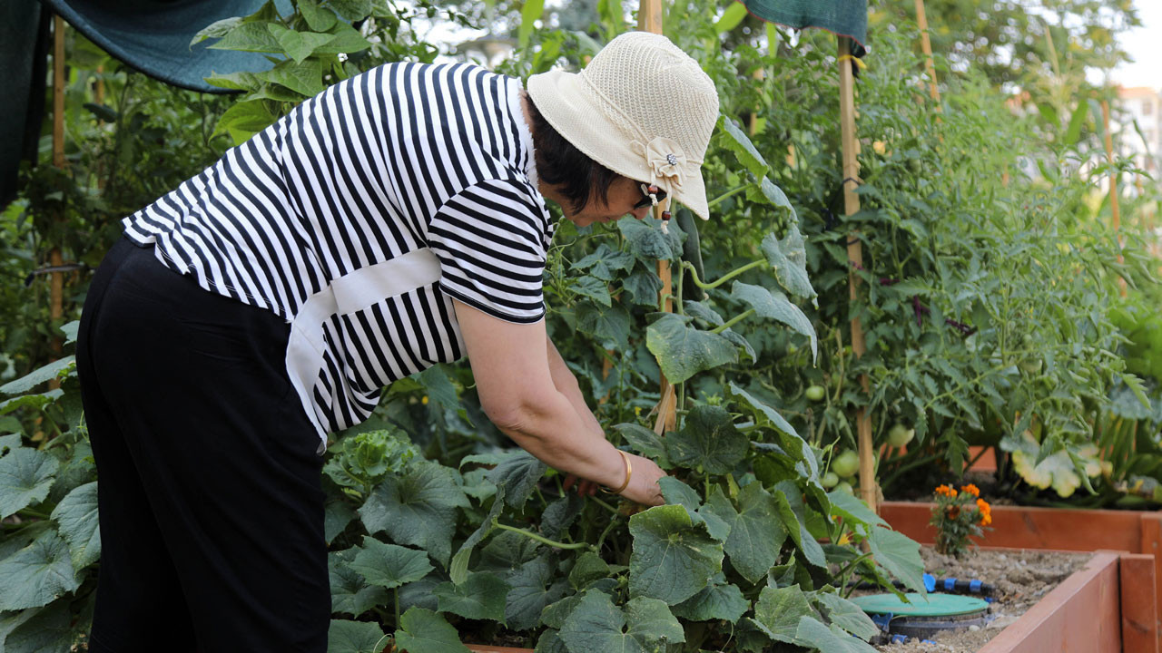 Çankaya Belediyesinden kent halkına tarım eğitimi fırsatı