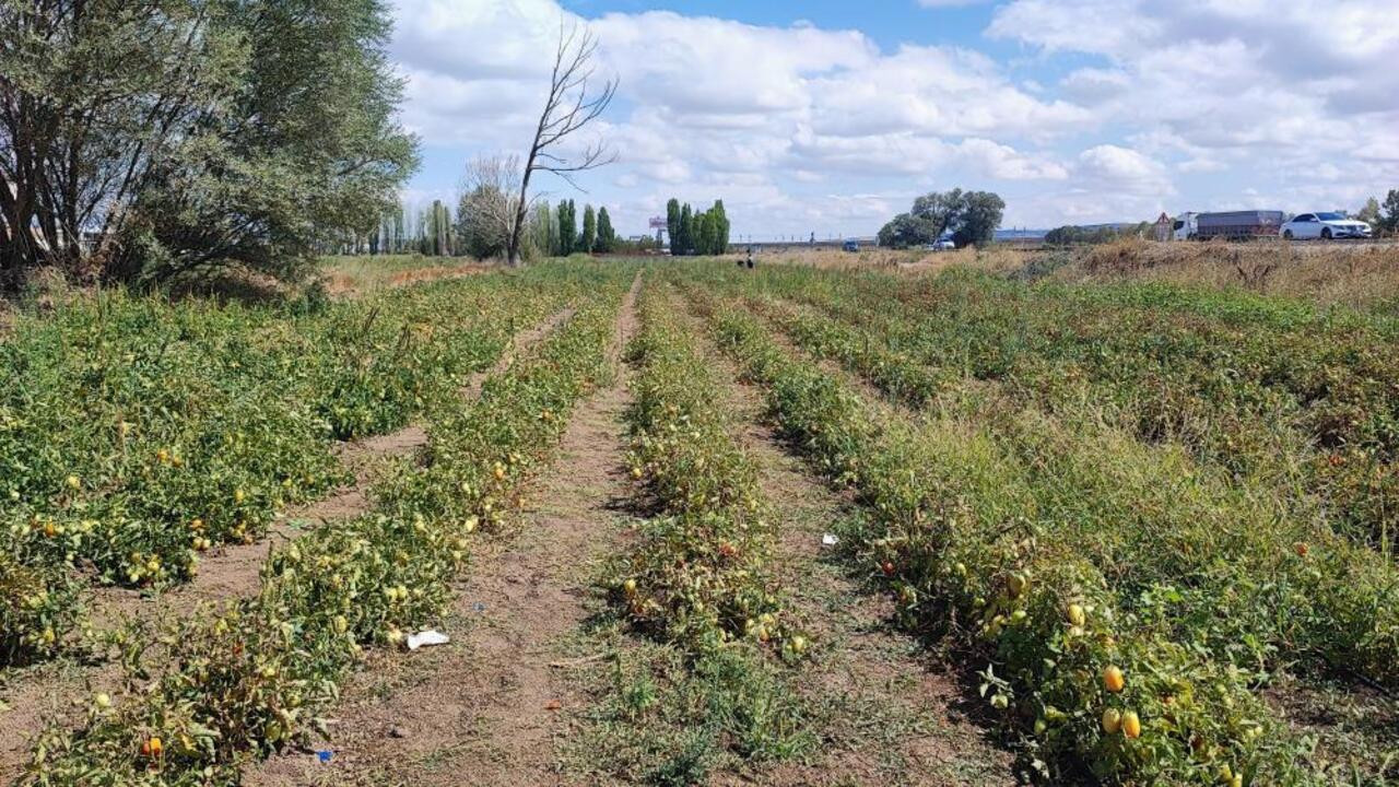 Yozgat’ta üniversite harçlığı tarladan: Ürettiği domatesleri tarlasında tüketicilerle buluşturuyor