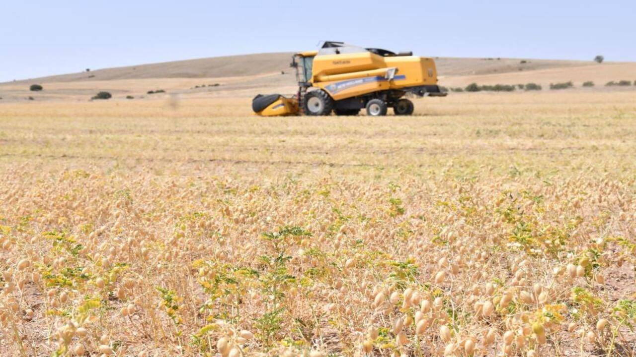 Kırşehir’de çiftçinin yüzü gülmedi: Rekolte beklentileri karşılamadı