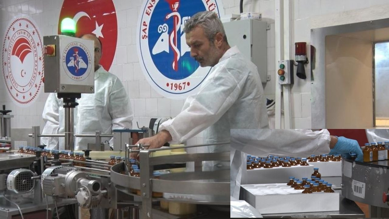 Türkiye, ithalata bağımlı olmadan şap aşısını üretiyor ve ihraç ediyor