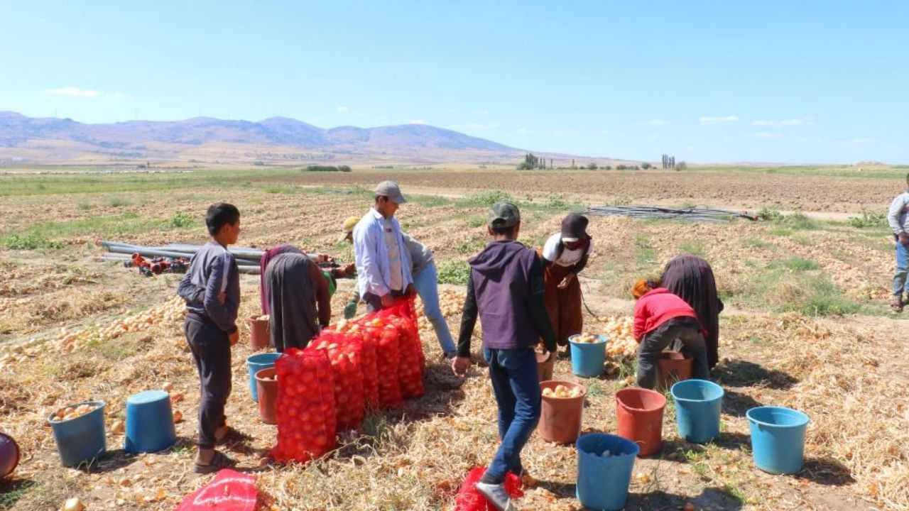 Evren’de kışlık soğan hasadı başladı: Çiftçiler zorluklara rağmen tarlada
