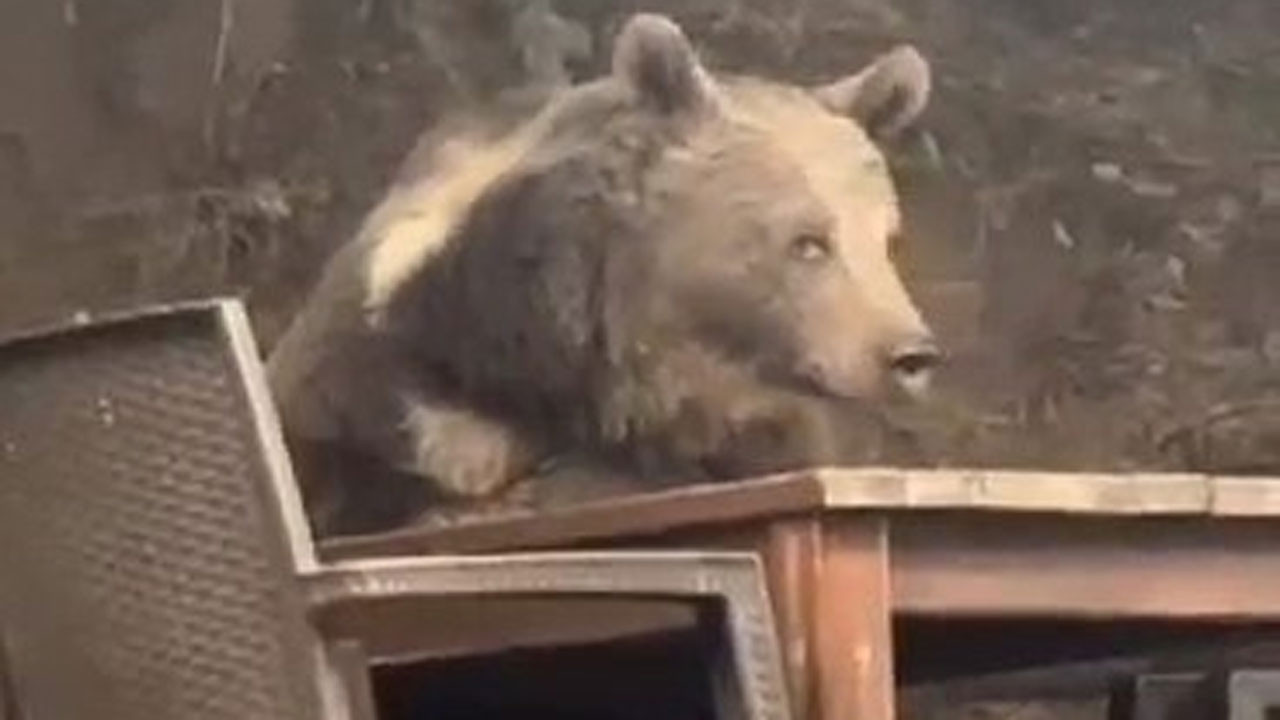 Kızılcahamam’da sıra dışı misafir: Lokantaya giren ayı masaya oturup servis bekledi