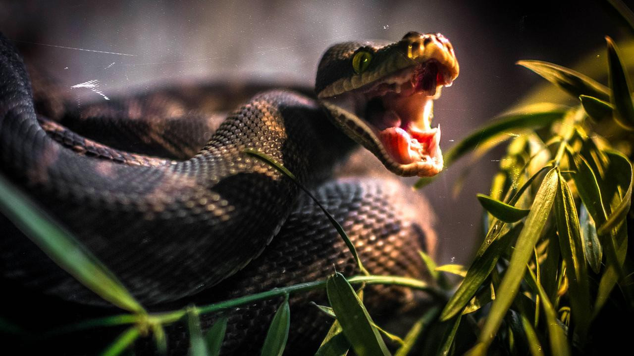 Haymana’da bahçeye giren yılan paniğe neden oldu
