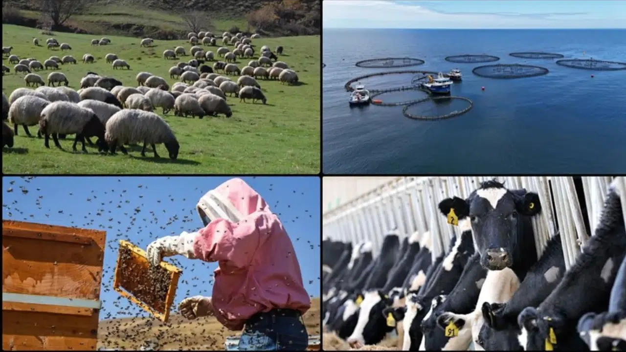 Hayvancılıkta destekler 2025’te katlandı: Yeni karar Resmi Gazete’de yayımlandı