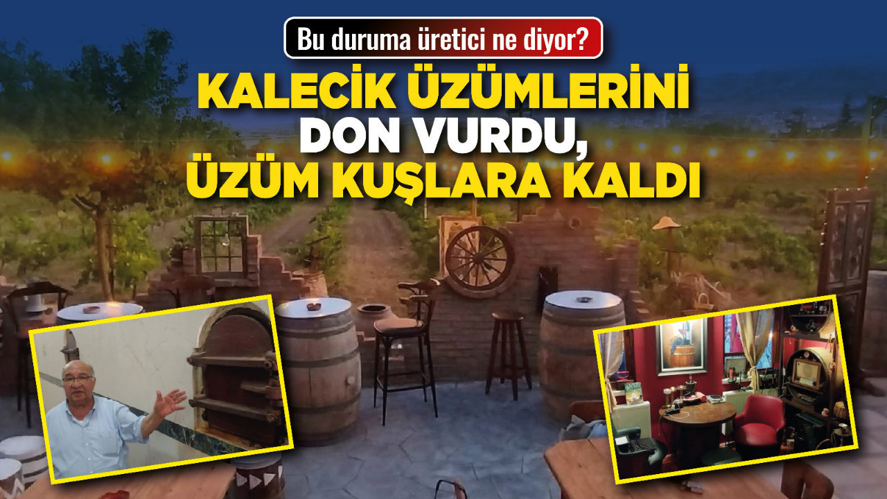 Kalecik üzümlerini don vurdu, üzüm kuşlara kaldı! Bu duruma üretici ne diyor?
