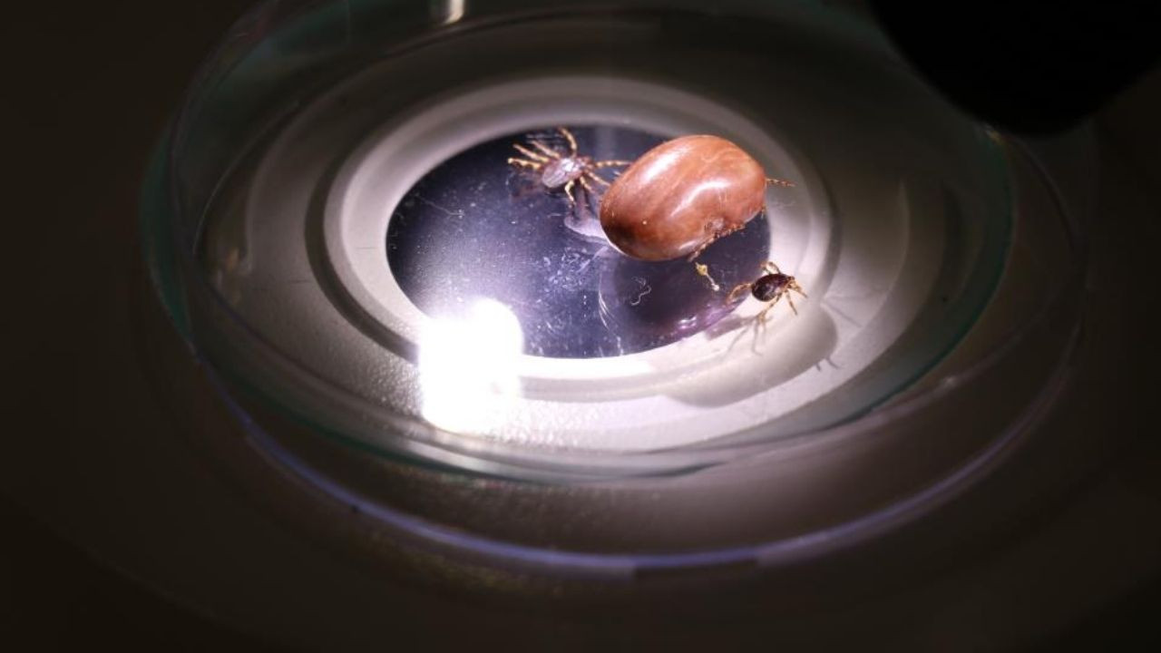 Sonbaharın, kenelerle mücadelede önemi vurgulandı