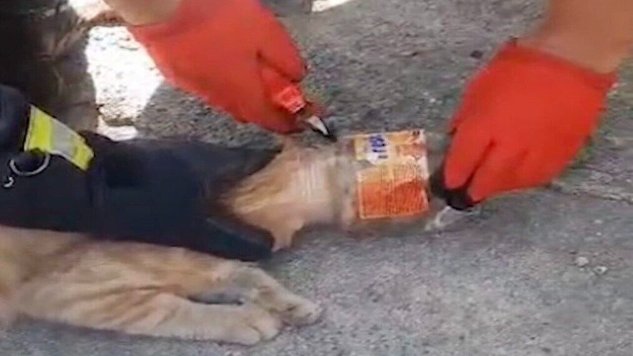 Kırıkkale’de itfaiye ekipleri, kafası plastik kavanoza sıkışan patili dostu kurtardı