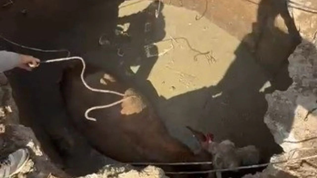 Yozgat’ta çukura düşen ineğin imdadına, Özel İdare ekipleri hızır gibi yetişti