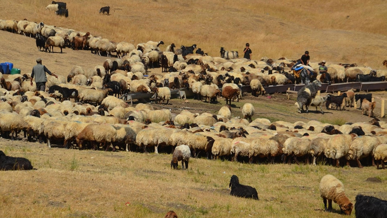 TÜDKİYEB: Küçükbaş sayısı artıyor, kırmızı et üretimi güçleniyor