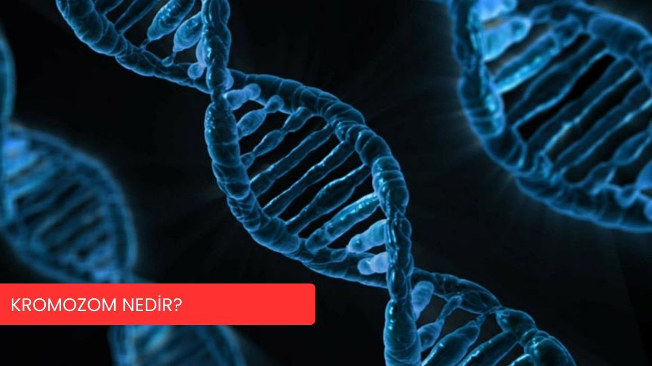 Kromozom nedir? Yapısı, görevleri ve genetik sağlıktaki önemi