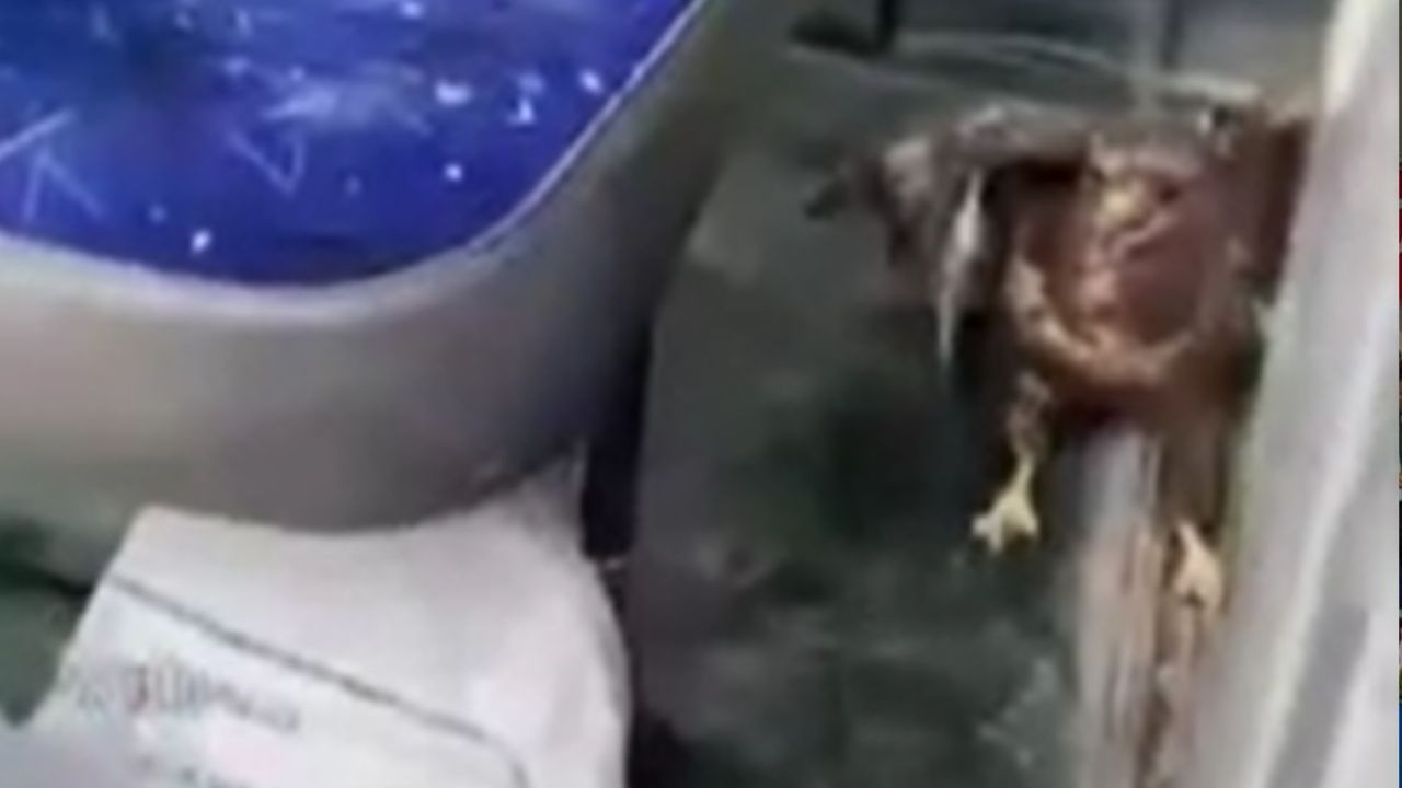 Beypazarı’nda yaralı halde bulunan şahin tedavi altına alındı