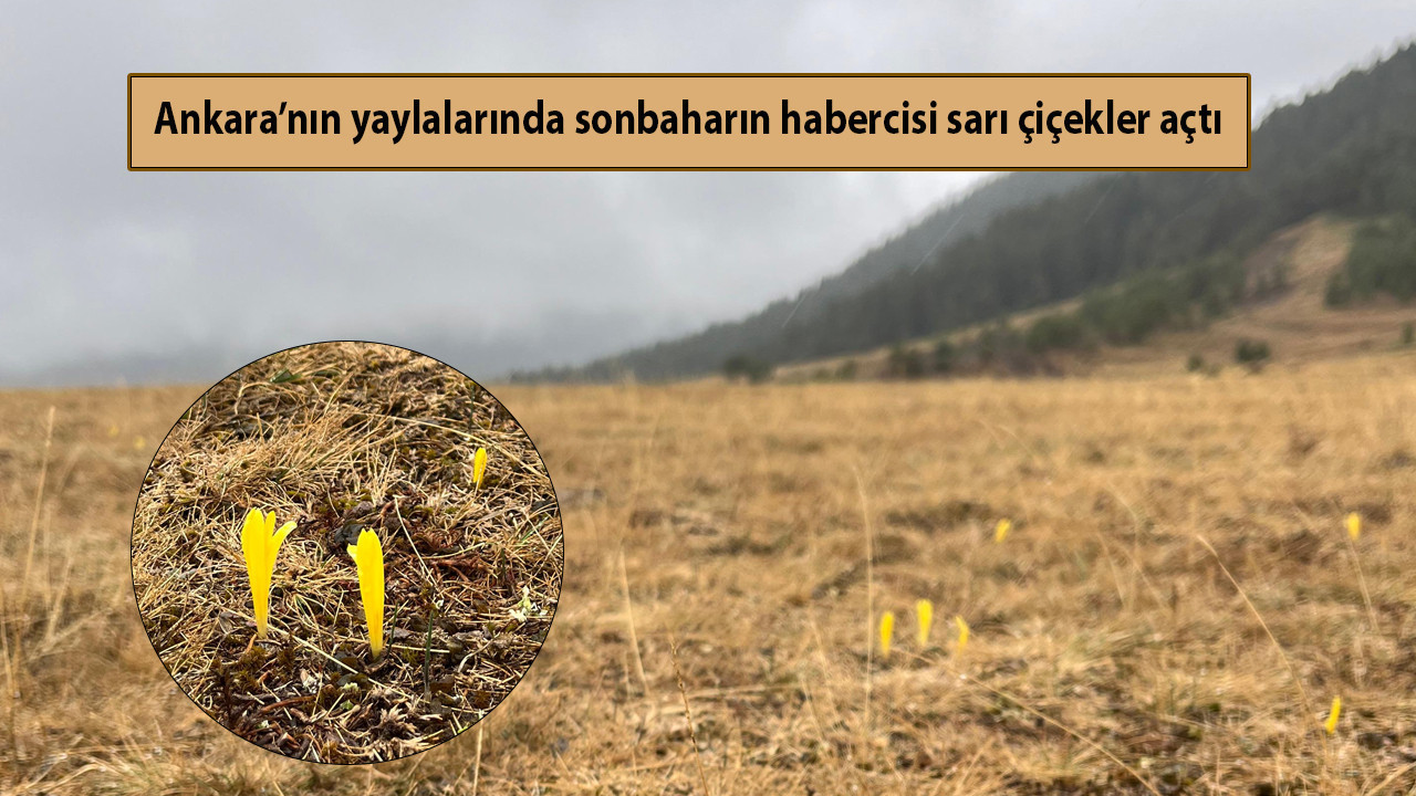 Ankara’nın yaylalarında soğuk havaya meydan okuyan sarı çiçek açtı!