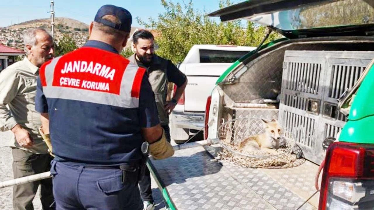 Yozgat’ta yaralı tilki, Doğa Koruma ve Milli Parklara emanet
