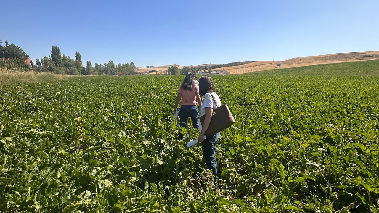 Gözü tarlada, eli üreticide! Etimesgut’ta pancar denetimi