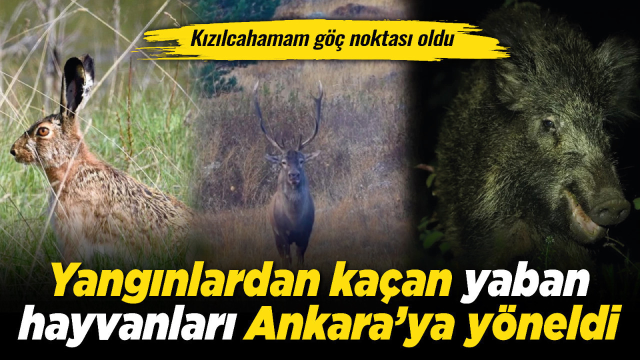 Yangınlardan kaçan yaban hayvanları Ankara’ya yöneldi: Kızılcahamam göç noktası oldu