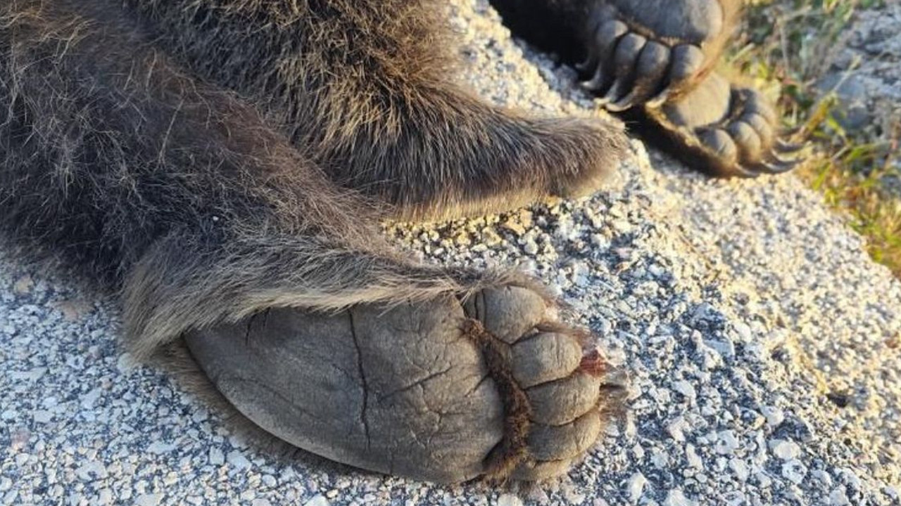 Ankara'nın Kızılcahamam ilçesinde ayıya araba çarptı!