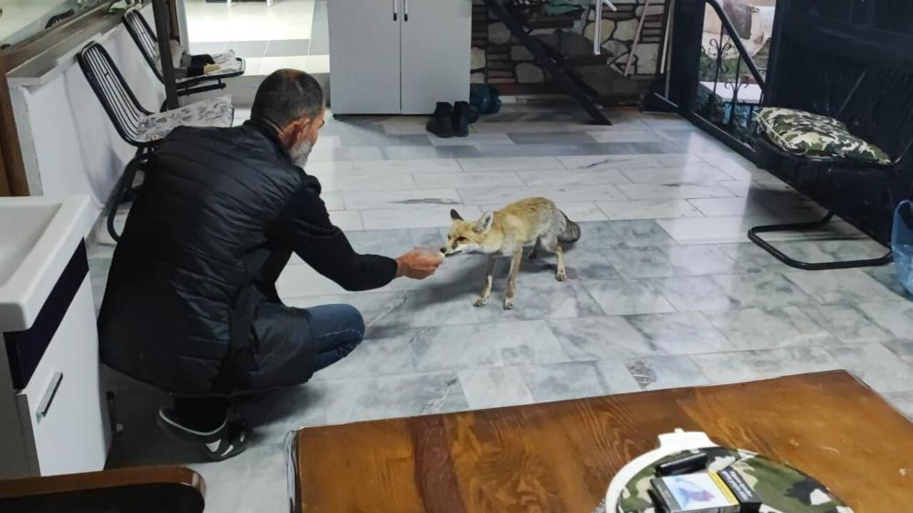 Yozgat’ta vatandaş ile tilkinin dostluğu, tebessüm ettiriyor