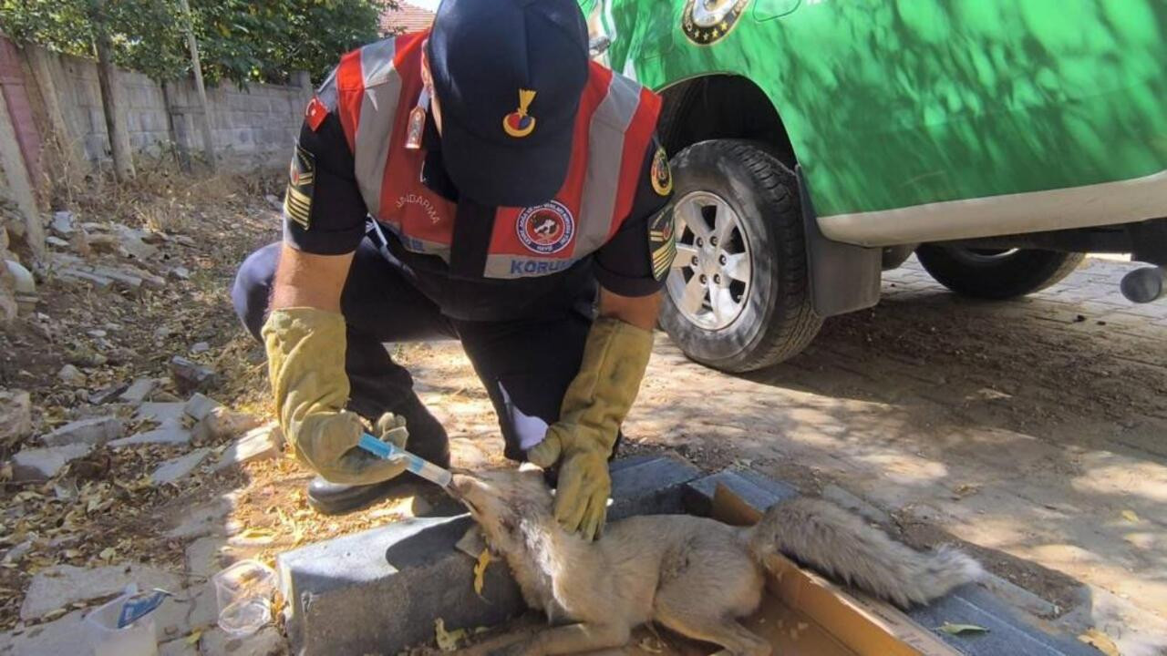 Yozgat’ta yaralı tilkiye, şefkat eli değdi