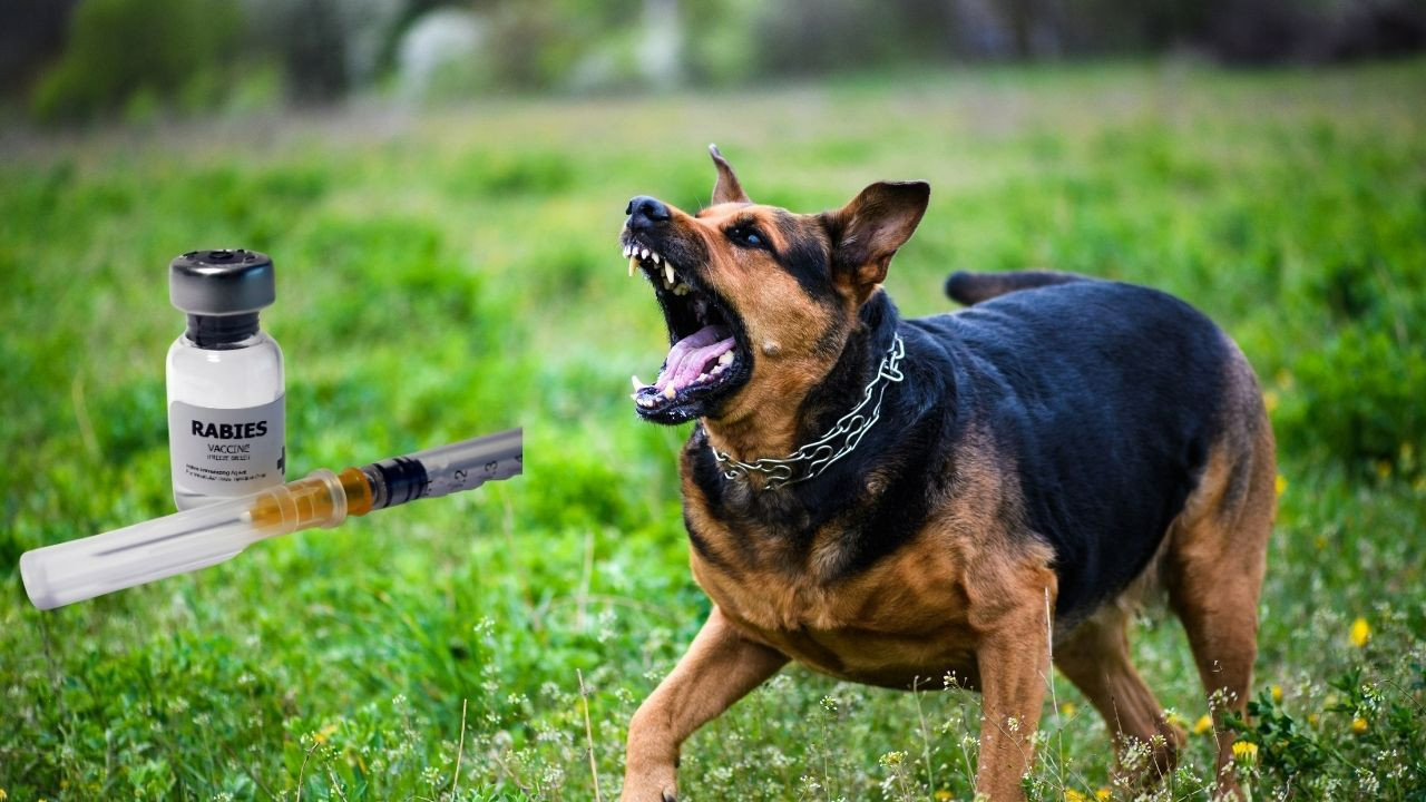Kuduz tehlikesine karşı hızlı müdahale ve aşı hayat kurtarıyor
