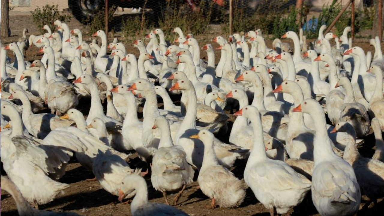 Yozgat’ta 10 yıllık kaz serüveni ekonomiye can veriyor