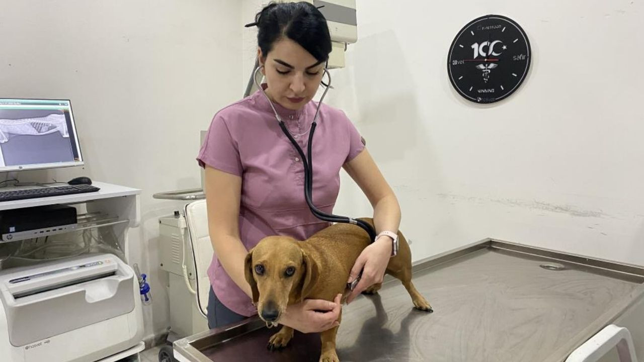 Evcil hayvanları olanlar dikkat! Mevsim değişimi etkileyebilir