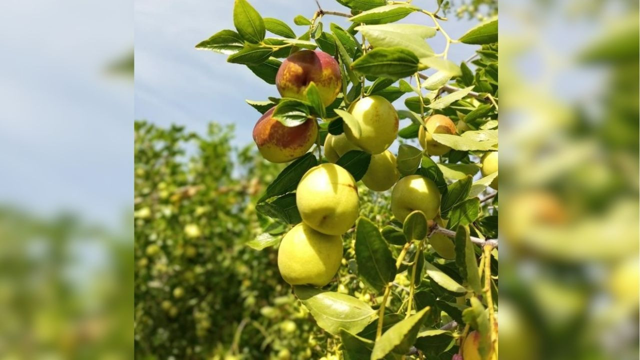 Ankara Güdül’den Türkiye’ye şifa: Hünnap hasadı başladı