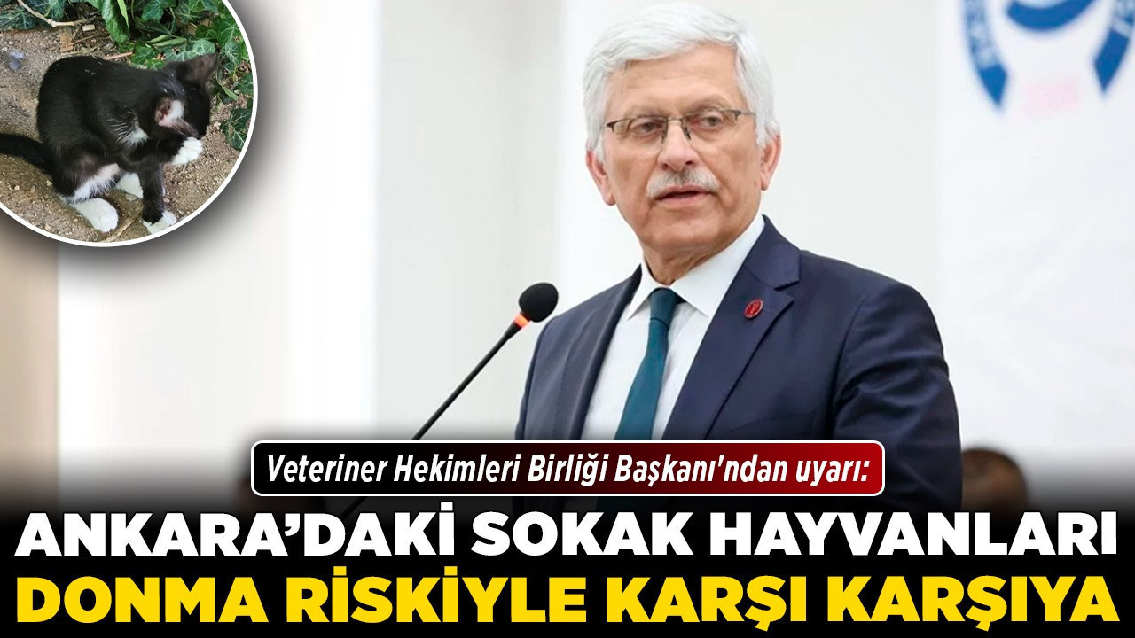 Veteriner Hekimleri Birliği Başkanı'ndan uyarı: Ankara'daki sokak hayvanları donma riskiyle karşı karşıya