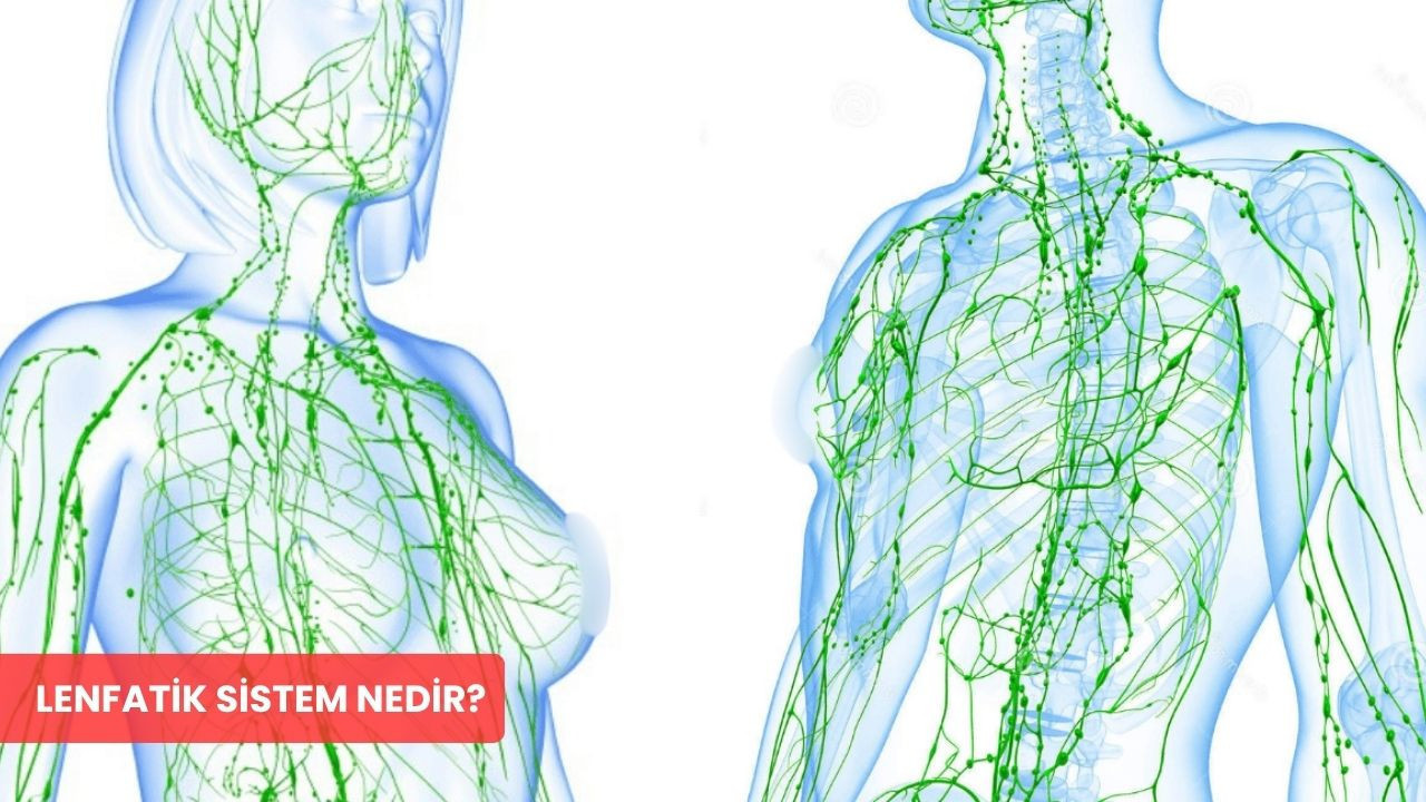 Lenfatik sistem nedir? Görevleri ve lenf düğümü şişmesi