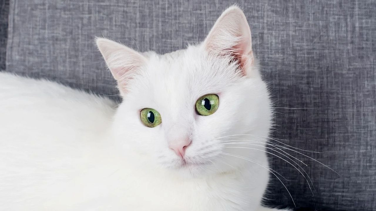 Meşhur Ankara Kedisinin özellikleri nelerdir?