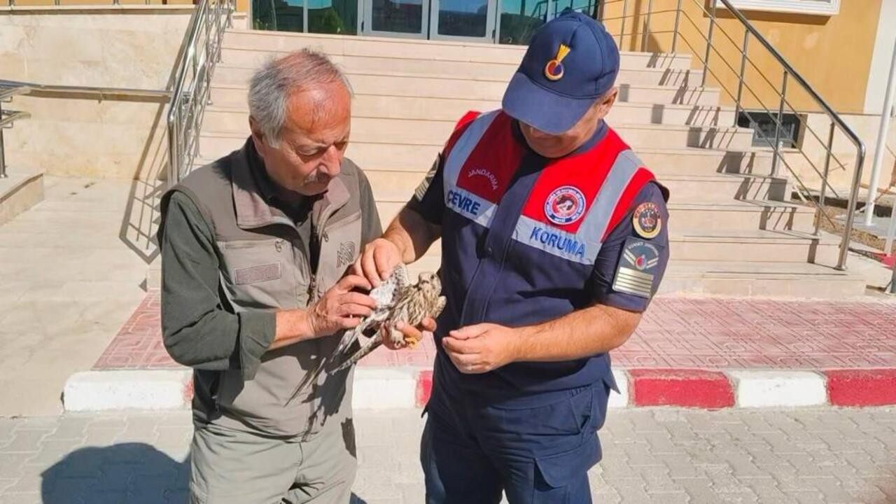 Yozgat’ta yaralı Çakır kuşuna, Doğa Koruma ekipleri kanat gerdi