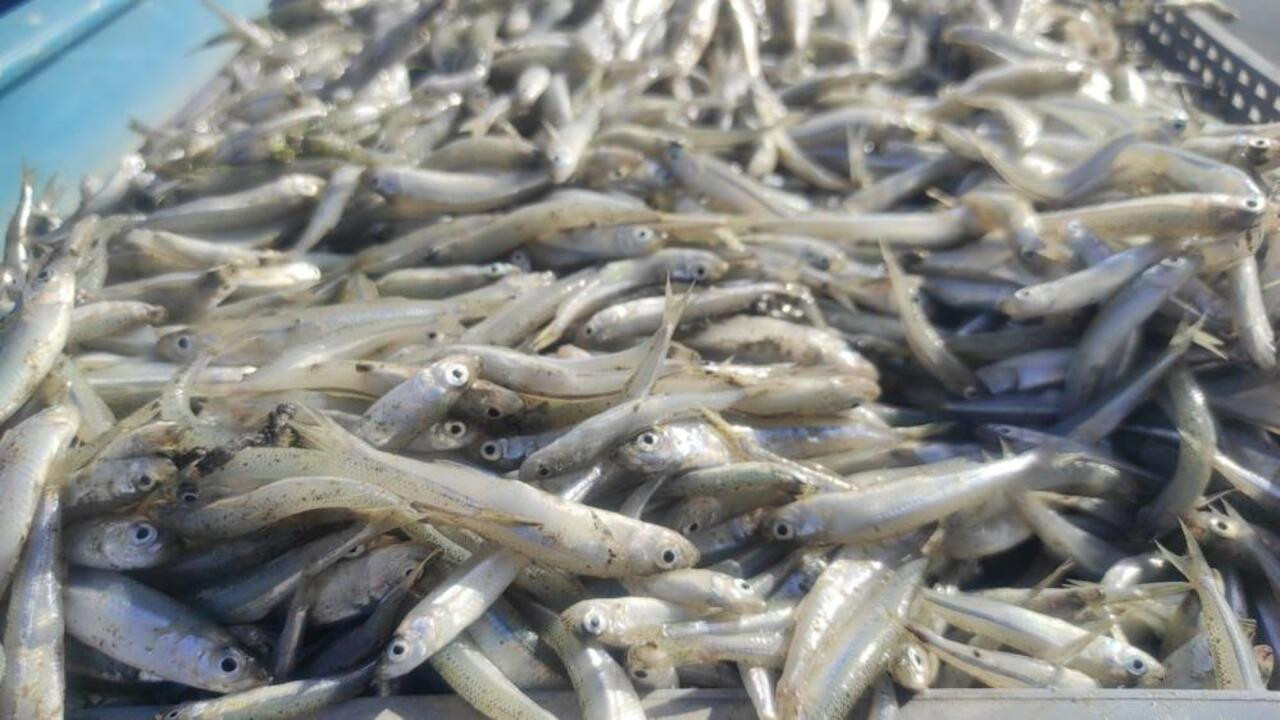 Bozkır’ın kalbinden Avrupa’ya: Gümüş balığı ışıldıyor