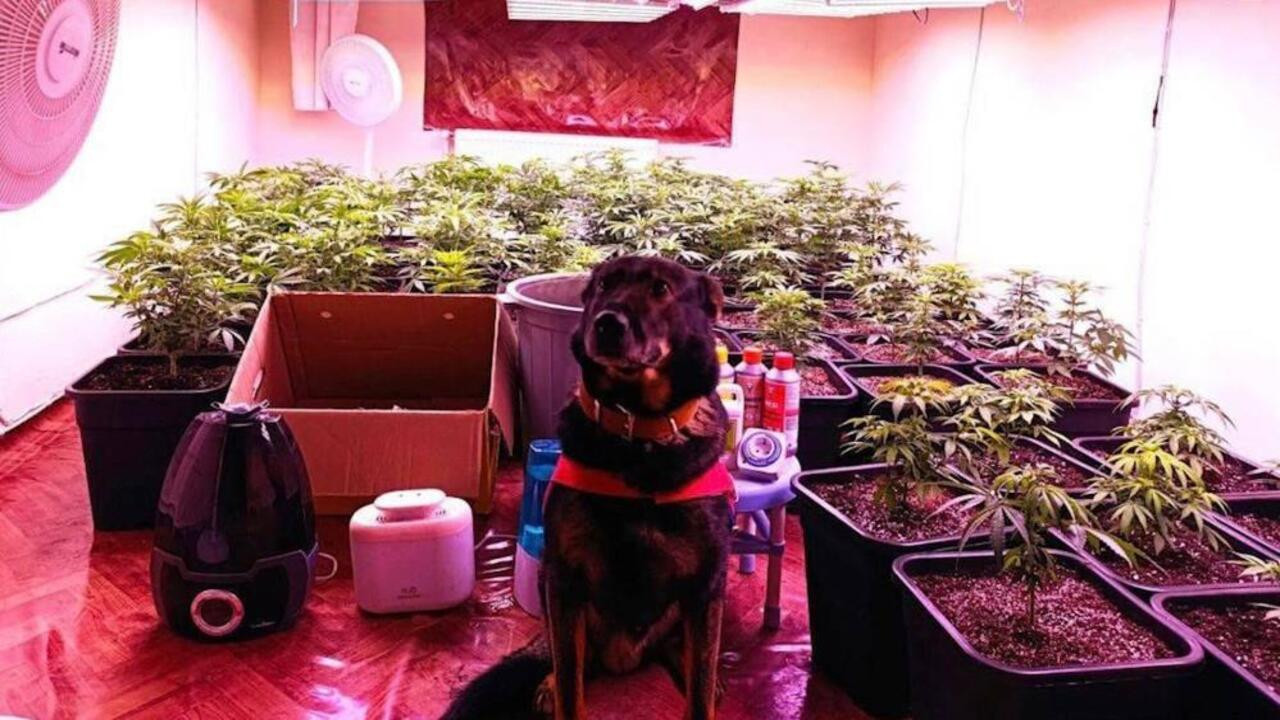 Kırıkkale’de kiralık dairesini, kenevir serasına dönüştüren şahıs yakalandı