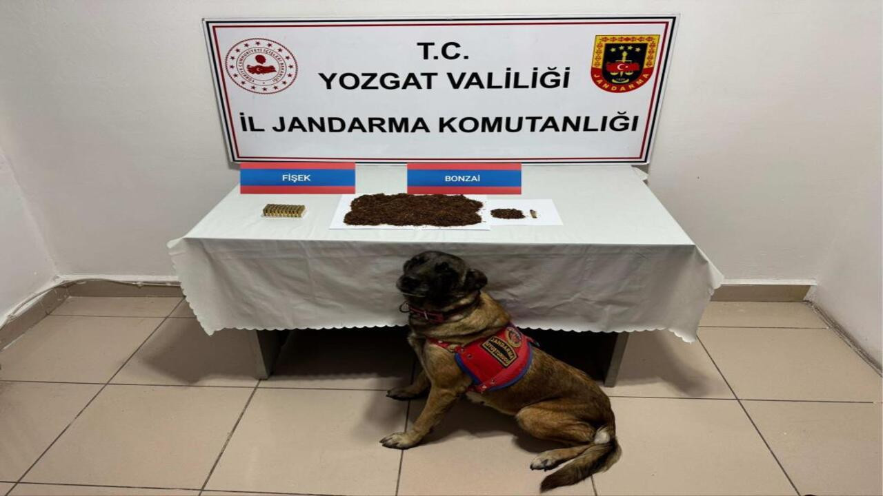 Yozgat’ta jandarma ekiplerinden bonzai baskını