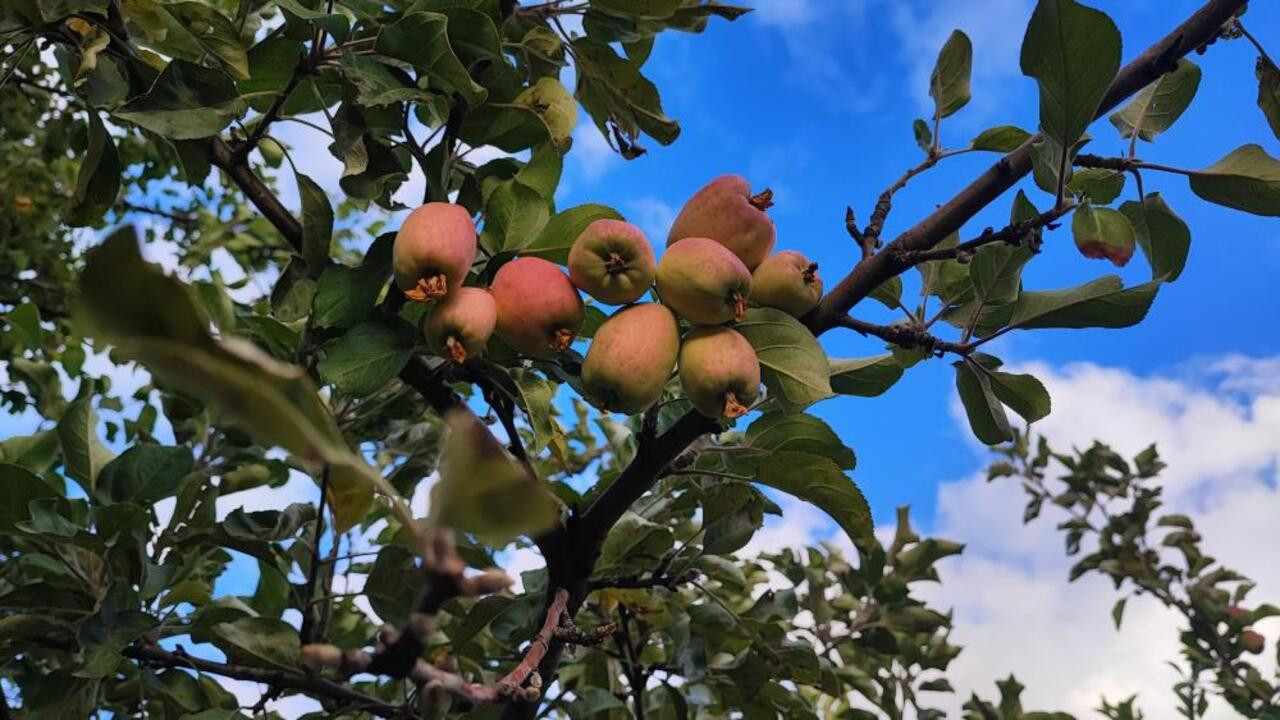 Yozgat’ta 60 yaşındaki çiftçi, bahçesinde olan bitene şaştı kaldı!