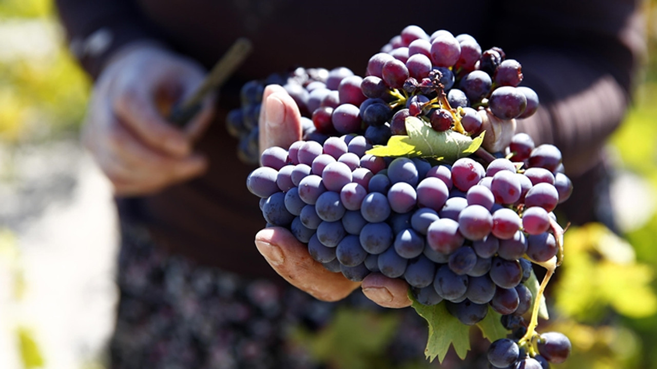 Beypazarı’nda hasat coşkusu: Üzümler pekmeze dönüşüyor
