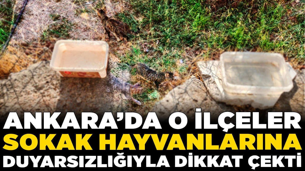 Ankara'da o ilçeler sokak hayvanlarına duyarsızlığıyla dikkat çekti!