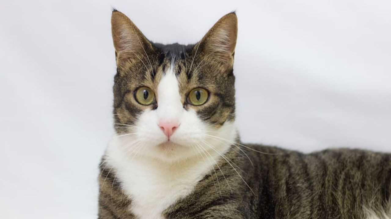 Erkek kedi kısırlaştırılmazsa ne olur?