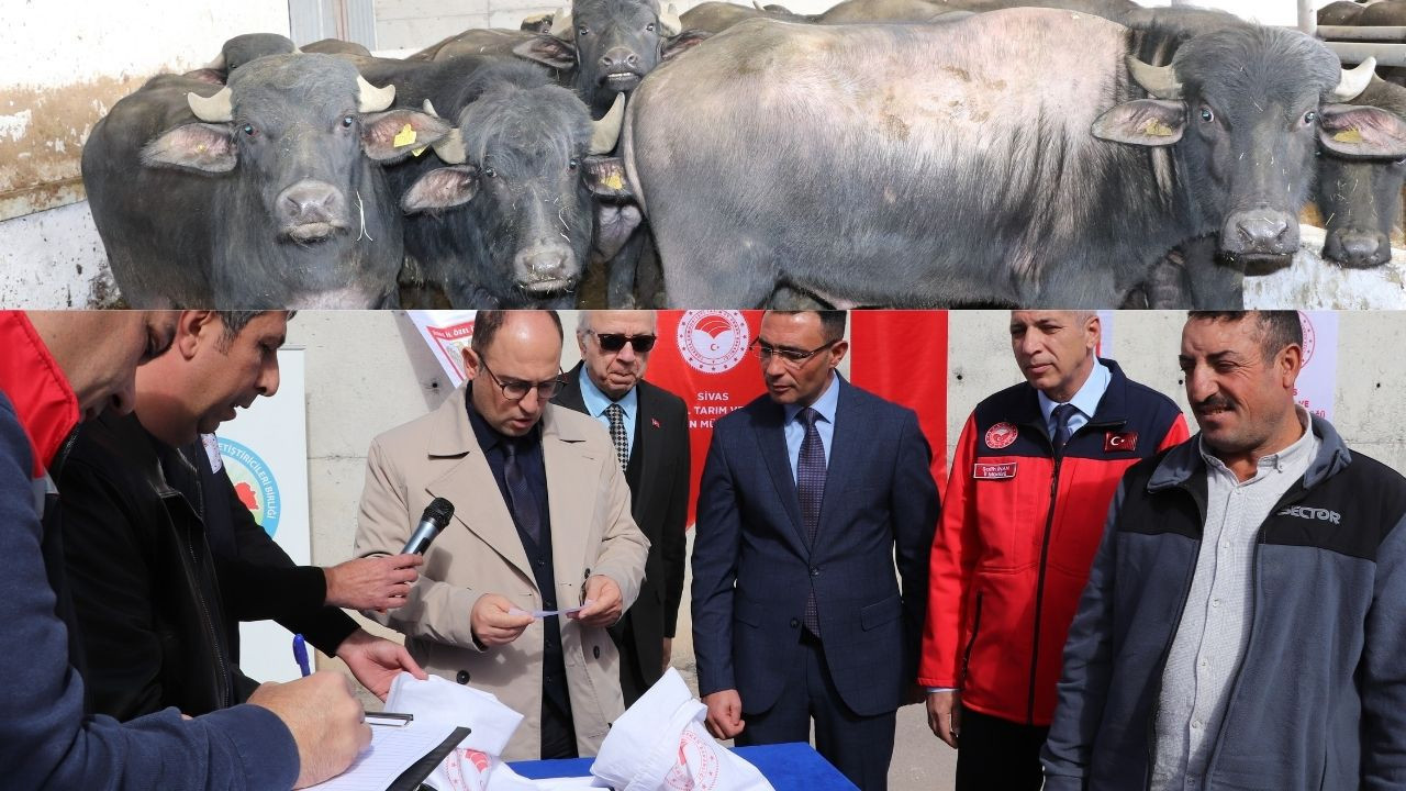 Sivas’ta manda yetiştiriciliği için 41 boğa dağıtıldı!