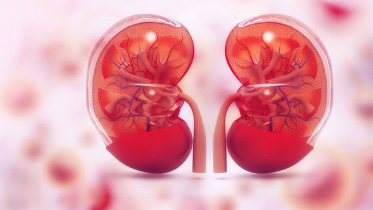 Organ naklinde devrim: Bilim insanları “evrensel böbrek” üretti!