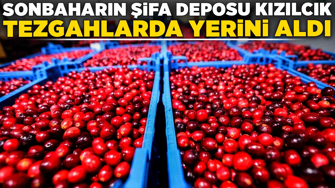 Sonbaharın şifa deposu kızılcık tezgahlarda yerini aldı
