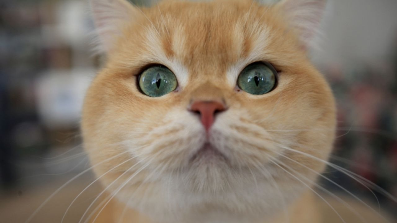 Kedilerde kuduz aşısı: Ne zaman ve neden yapılmalı?