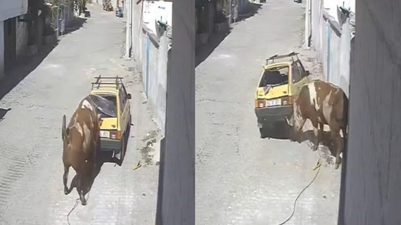 Nevşehir'de ahırdan kaçan kızgın boğanın intikamı ağır oldu!