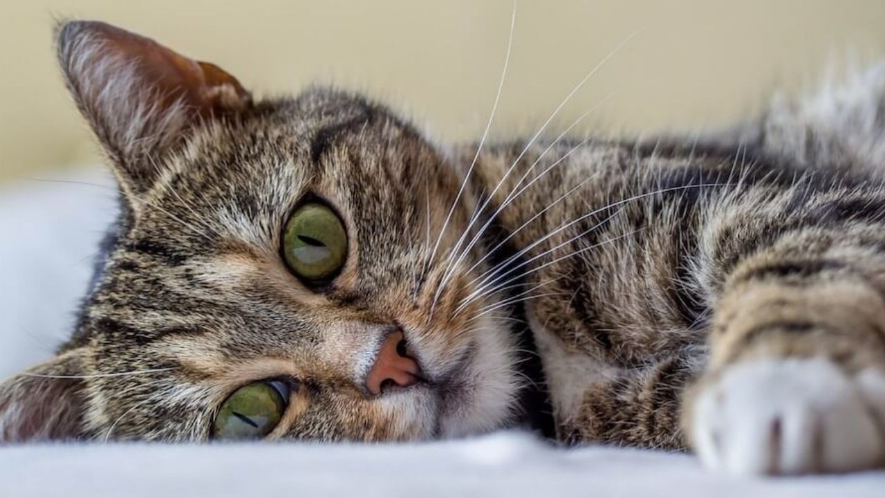 Kediler öleceğini anlayınca ne yapar?