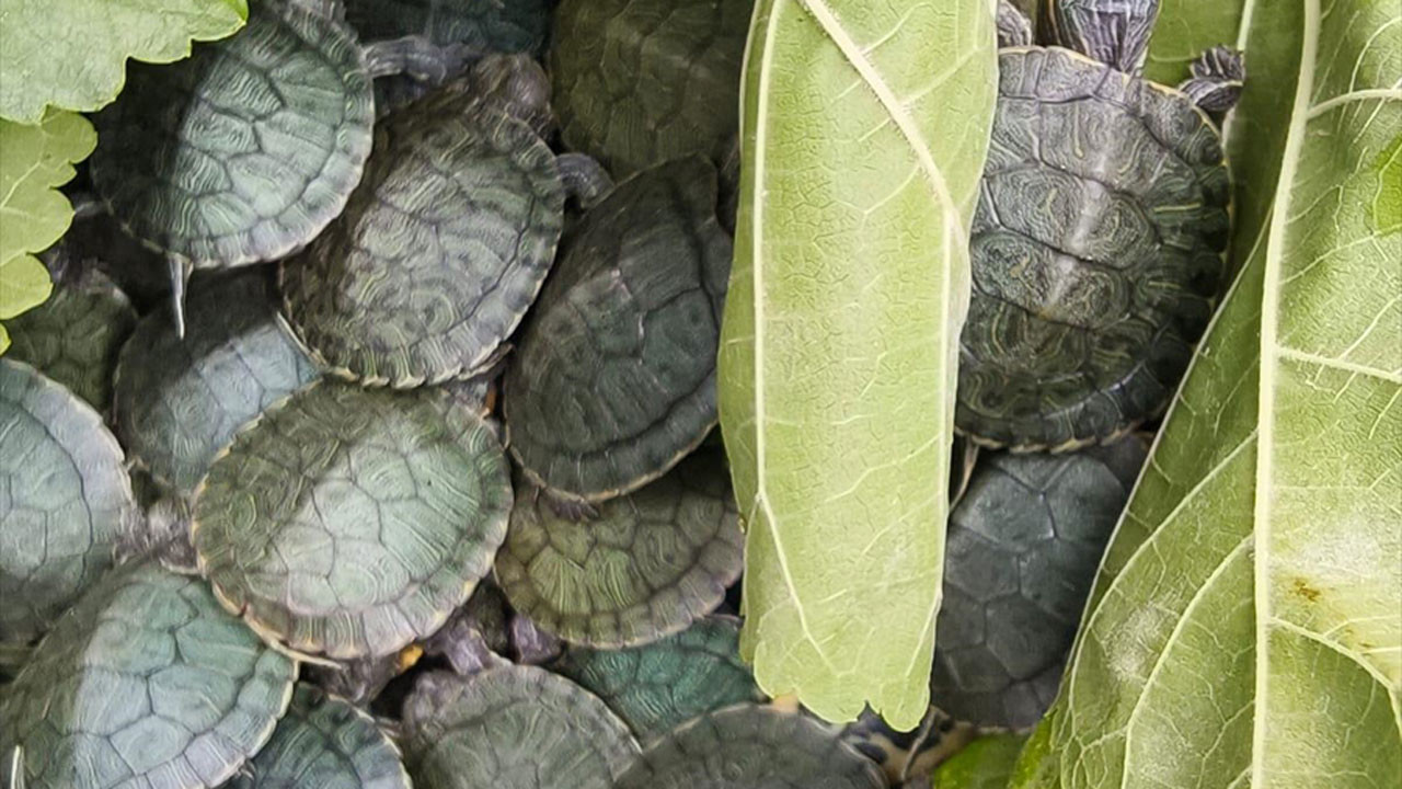 Yolcu otobüsünde 500 su kaplumbağası ele geçirildi