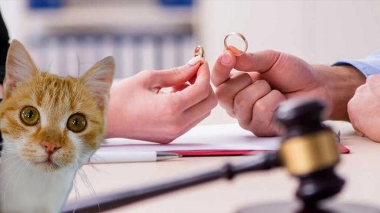 Anlaşmalı boşanmada bir ilk: Kedilere özel nafaka kararı!